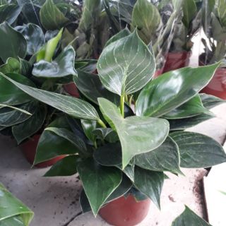 🌿Cây Đế Bạch Kim🌿