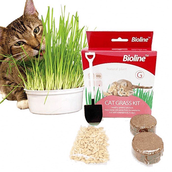 Bộ trồng cỏ mèo Bioline Cat Grass Kit 12g