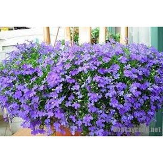Hạt Giống Cúc Lobelia Mix - 100 hạt
