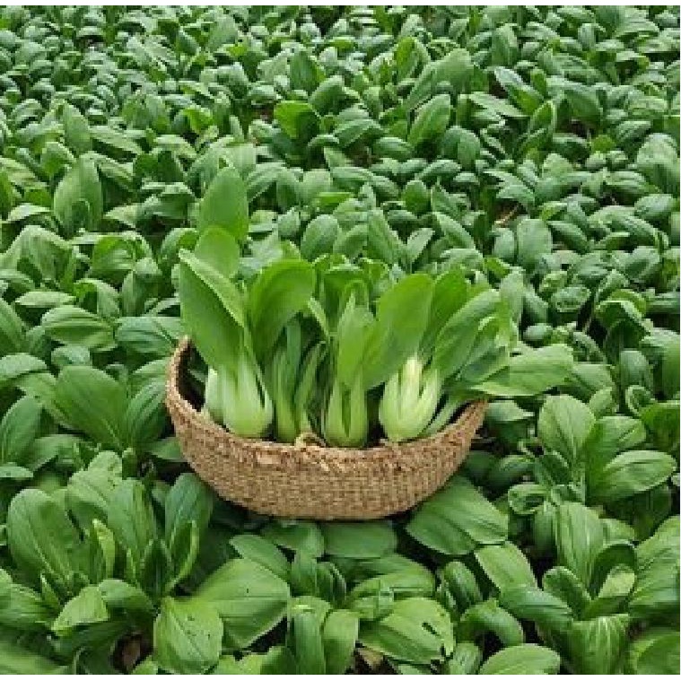 Hạt Giống Rau Cải Thìa Cao Sản  - Gói 20gram KNS2532