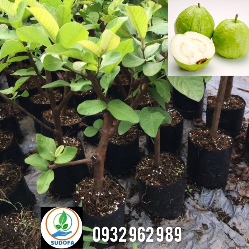 Cây ổi lê Đài loan