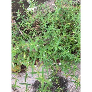 hạt giống lữ đồng bạch hoa xà thiệt thảo tươi.