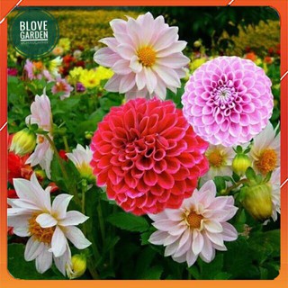 30H - HẠT GIỐNG HOA THƯỢC DƯỢC