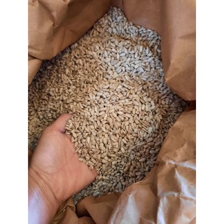 500gr nhân hạt hướng dương sống