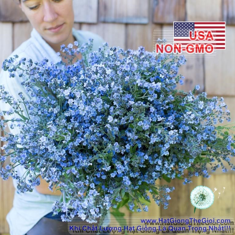 100GR 20K.HẠT Hạt Giống Hoa Lưu Ly Forget Me Not (| -KD: B9*V45)