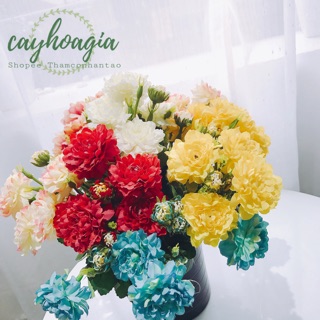 Hoa Giả - Cúc Vạn Thọ Siêu Đẹp