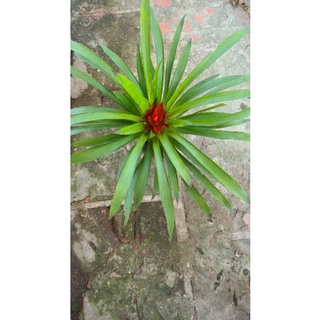Cây Dứa Cảnh Nến (Phong Lộc Hoa, Cây Ngọn Nến)