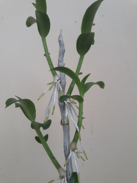 SEASOL Phân Tảo Biển Siêu Ra Rễ mới cực nhạy