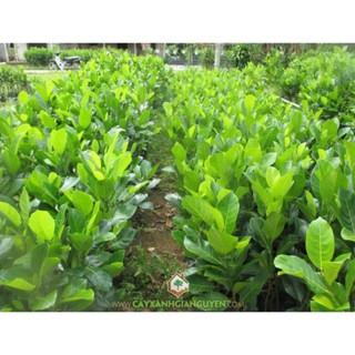 Cây Giống Mít Dai (MÍT NA)