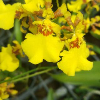 Vũ nữ vàng hoa nhỏ