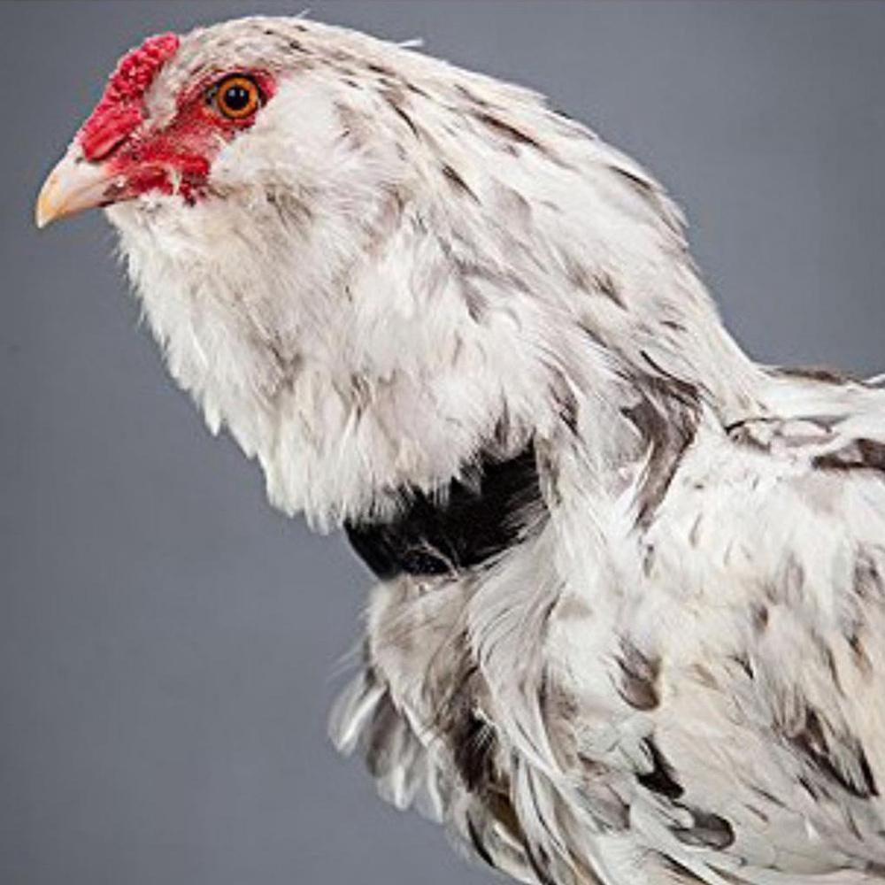 AUGUSTINA Set 2 Đai Đeo Cổ Chống Gà Trống Tiện Dụng