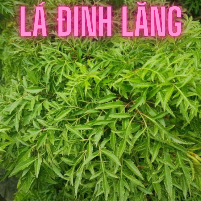 1Kg Lá Đinh Lăng khô ( Tươi) nhà tự trồng sạch sẽ thơm ngon hàng chuẩn loại 1