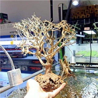 Cây bonsai tự nhiên
