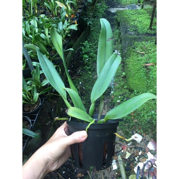 Hoa Lan Cattleya Cây trưởng thành - mặt hoa như hình