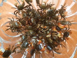 Nước mắm cáy