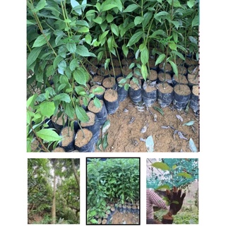 Cây Gù Hương là cách gọi ở miền Bắc, miền Nam gọi là xá xị. gù hương, xá xị, cây gù hương, cây xá xị