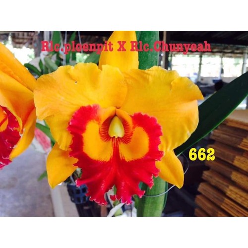 COMBO 10 CÂY Lan Cattleya Giống nhiều màu, hoa bông to đại cực thơm giá siêu rẻ SIÊU TO