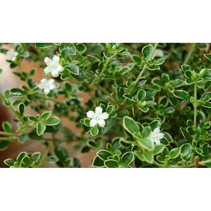 Cây giống Bạch Tuyết Mai bầu đất