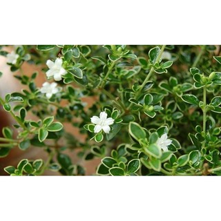 Cây giống Bạch Tuyết Mai bầu đất