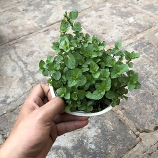 Cây Bạc Hà Chocolate Mint