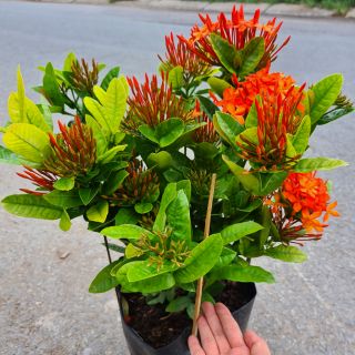 Cây giống Cây Trang Cam - CayGiongTot