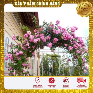 -30% COMBO 05 LOẠI HOA LEO GIÀN SIÊU ĐẸP
