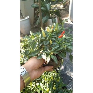 Cây Ớt Chỉ Thiên Cay đã có quả