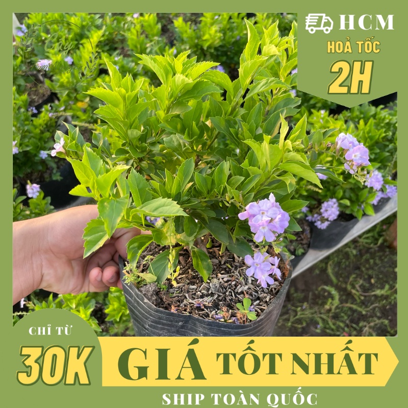 CÂY GIỐNG HOA CHUỖI NGỌC THÁI TÍM ,(cao 20cm), Hoa giống cảnh sân vườn, ban công, dễ trồng GIÁ RẺ, Cây Tươi Nguyên