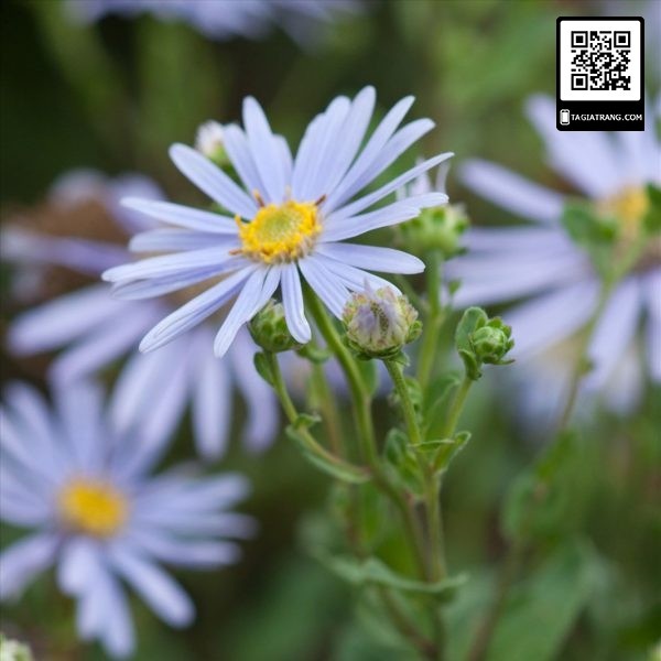 Hạt giống thạch thảo nhiều màu