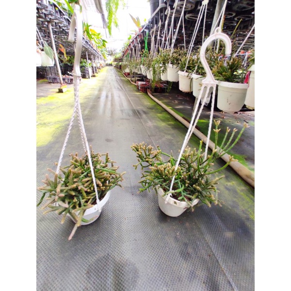 Chậu treo Rhipsalis baccifera- Xương rồng san hô
