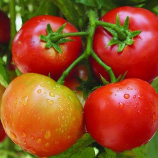 1g Hạt giống Cà chua   