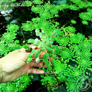 Cây Ấu Thái - Cây Thuỷ Sinh Đẹp - Dễ Trồng | Dùng Trang Trí Bể Cá Bảy Màu, Non Bộ, Bể Cá Thuỷ Sinh, thùng xốp