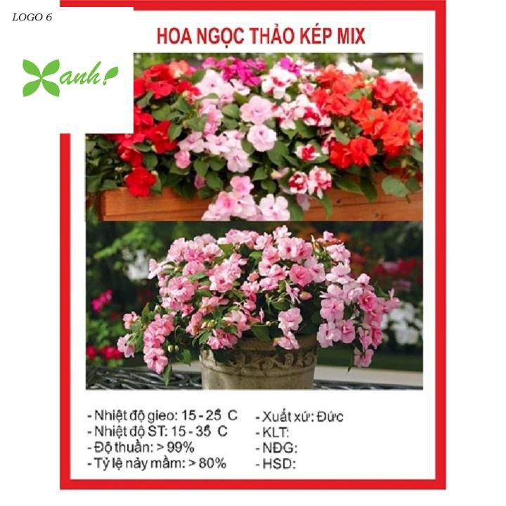 Hạt giống hoa Ngọc Thảo- Mai địa thảo kép MIX nhiều màu gói 20 hạt xuất xứ Đức