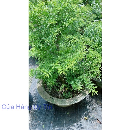 Mai Chiếu Thuỷ Bonsai Cao 70cm
