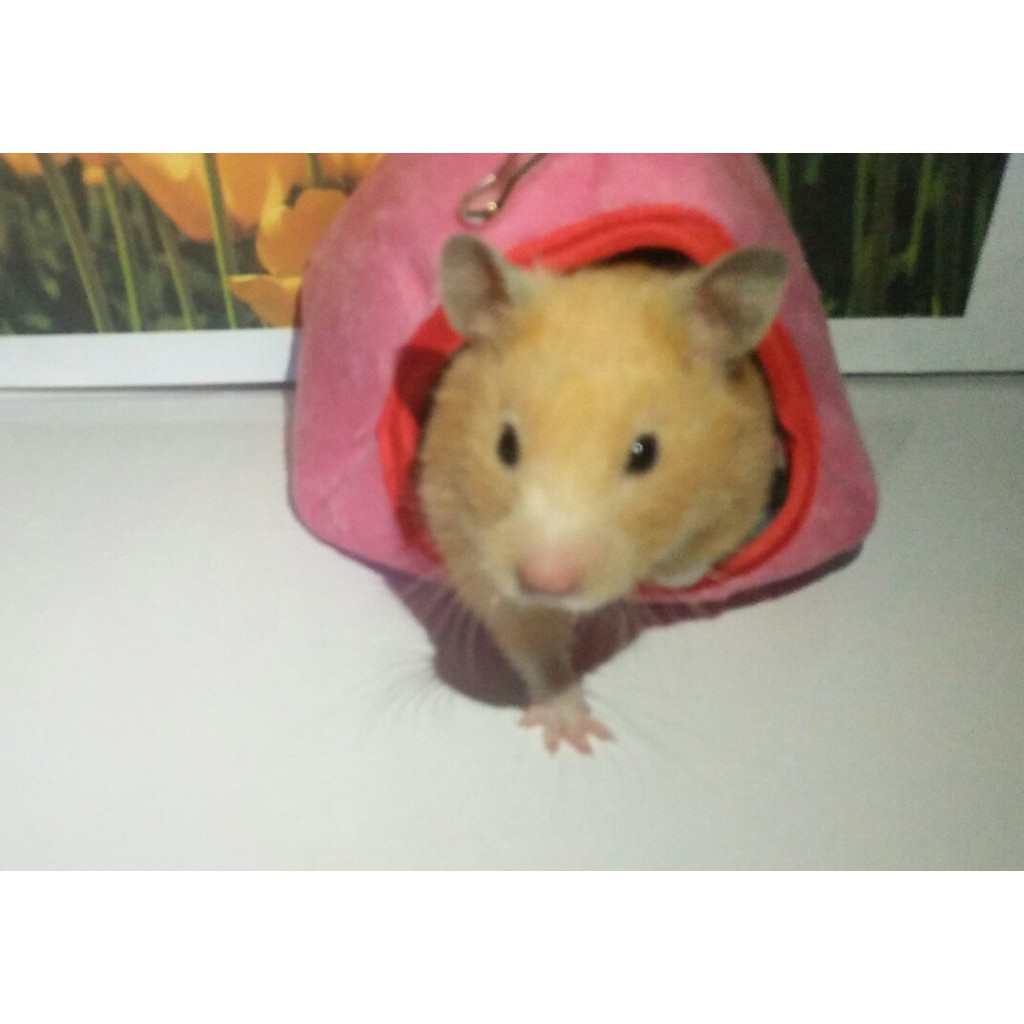 túi ngủ giữ ấm cho hamster