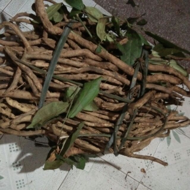 Sâm xuyên đá