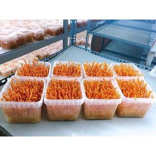 ĐÔNG TRÙNG HẠ THẢO HUY CƯƠNG - NUÔI CẤY TẠI LAI CHÂU VIỆT NAM - QUÀ BIẾU TẶNG CAO CẤP