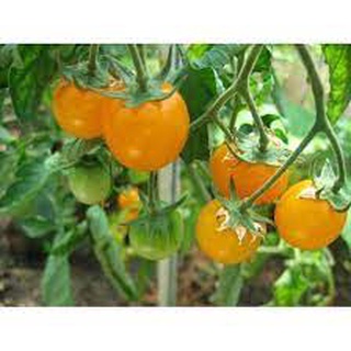 Hạt giống Cà chua Cherry vàng lai F1 RD 645  gói 0.1gr