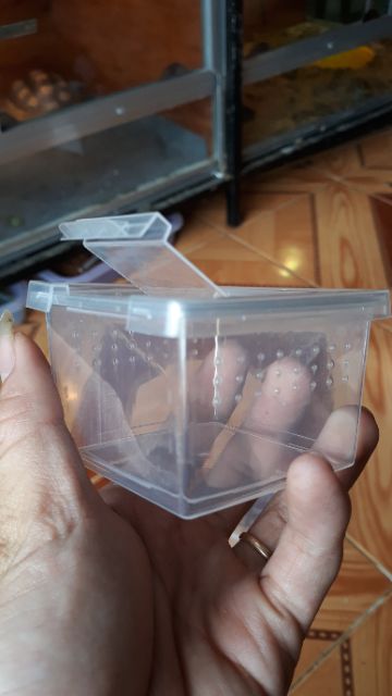 Tank nuôi nhện size sling