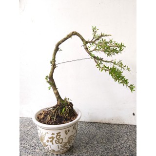 Cây Linh Sam bonsai mini chậu tròn