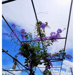 Cây Mai Xanh Thái (ảnh thật)