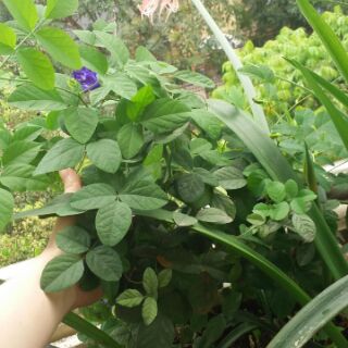 Cây đậu biếc đơn/ kép đang hoa