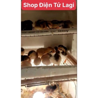 Combo chế máy ấp trứng đã lắp sẵn