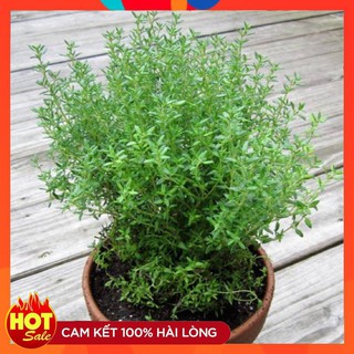 Hạt giống Cây Xạ Hương cây gia vị thơm vườn nhà