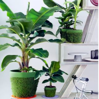 Chuối già lùn mini