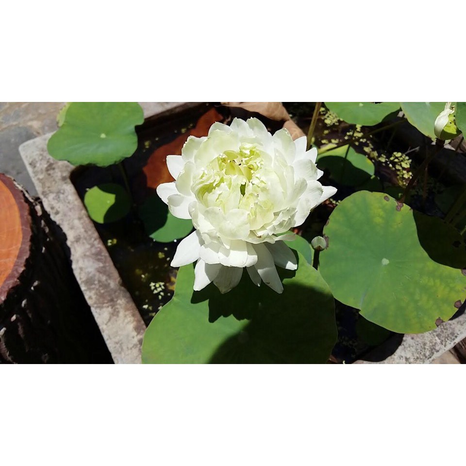 ⚡️ HẠT GIỐNG⚡️ SEN BÁCH DIỆP TRẮNG GÓI 4 HẠT