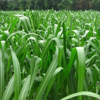 Hạt Giống Cỏ Sả lá lớn 100g