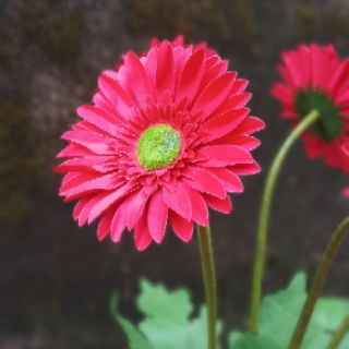 Chậu Hoa đồng tiền