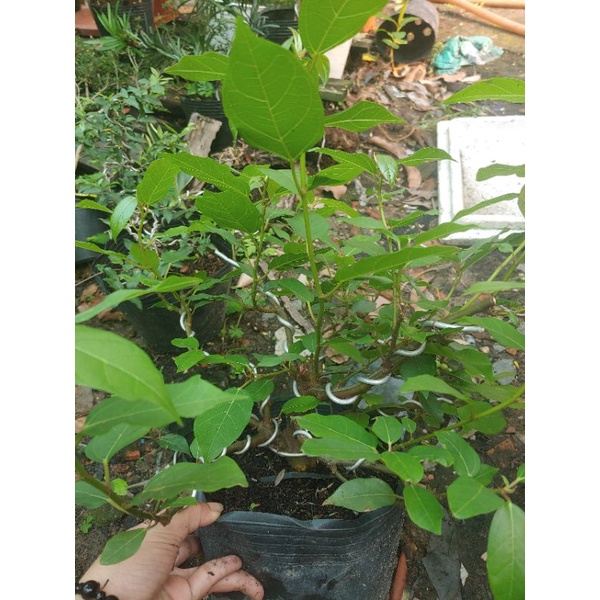 Cây sung bonsai SIÊU TRÁI