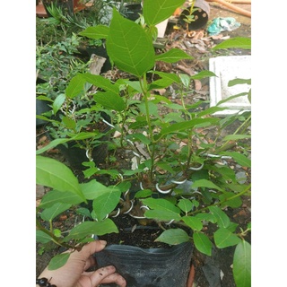 Cây sung bonsai SIÊU TRÁI